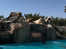 مزرعة الفنجان رويال 3